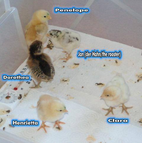 2245_chicken_0002a.jpg