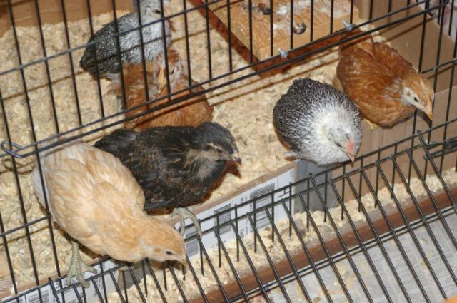 2245_chickens_c006.jpg