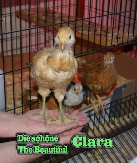 2245_chickens_c009.jpg