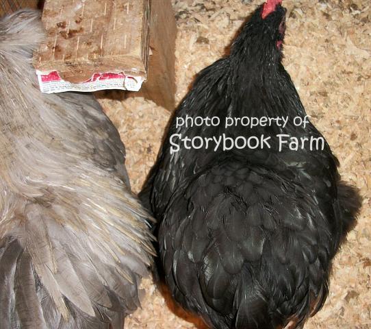 22465_02-1-11-cochinblackhen2.jpg