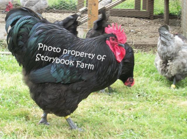22465_baxter-roo.jpg