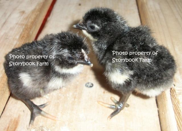 22465_black-orp-chicks.jpg