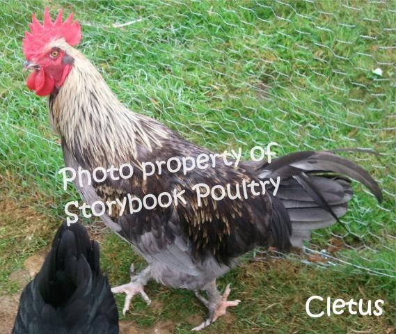 22465_cleetus_marans_roo.jpg