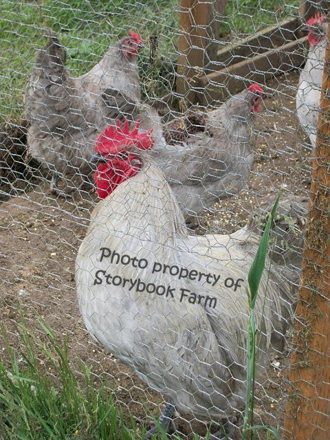 22465_lav-roo.jpg