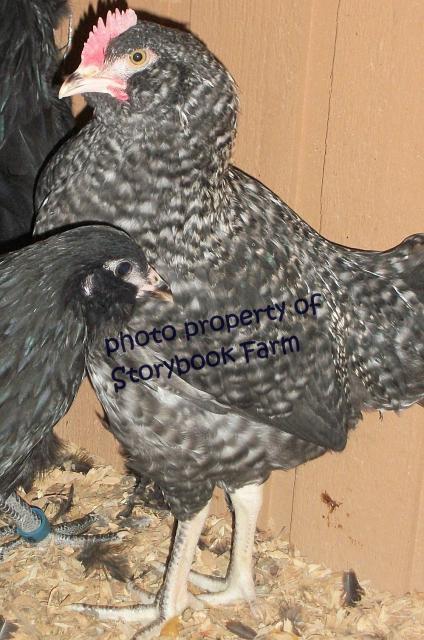 22465_olive-roo2.jpg