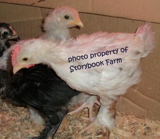 22465_splash_marans_roo.jpg