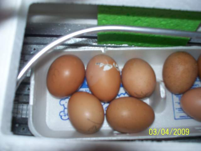 22466_100_3305.jpg