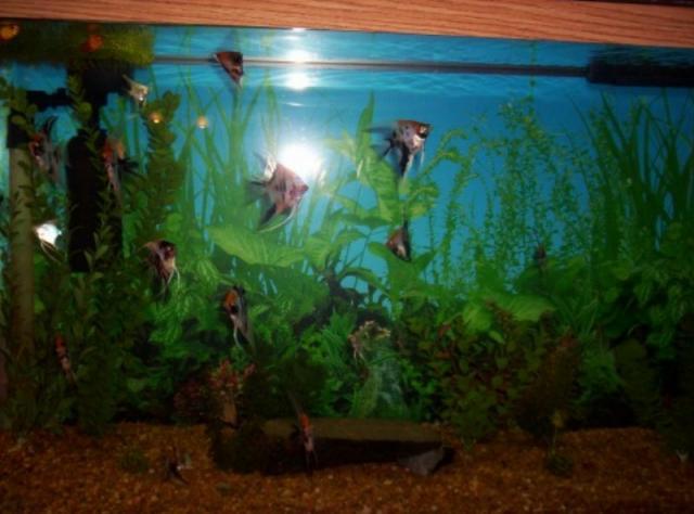 22467_angelfish.jpg