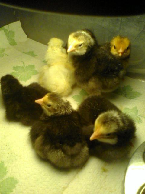 22467_new_chicks.jpg