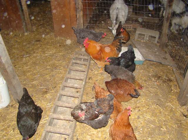 22478_animal_pics_021.jpg