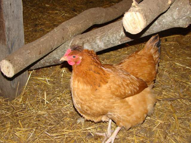22478_animal_pics_025.jpg