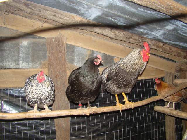 22478_animal_pics_026.jpg