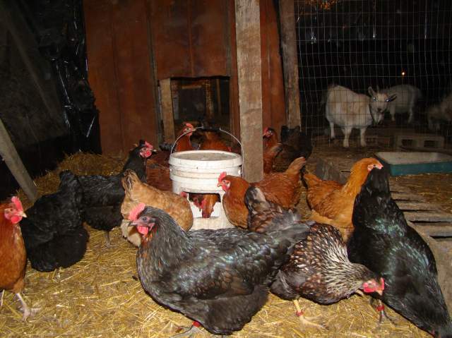 22478_animal_pics_029.jpg
