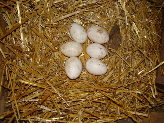 22478_animal_pics_031.jpg
