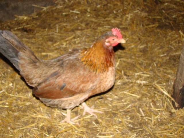 22478_animal_pics_032.jpg