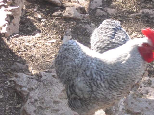 22498_4.jpg