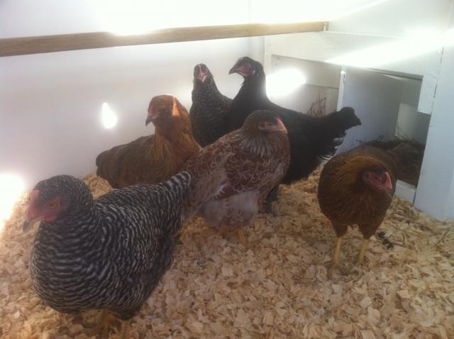 22514_chickens.jpg