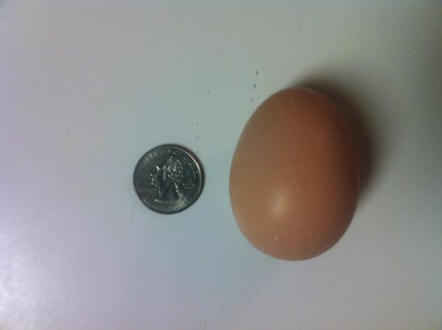 22514_first_egg.jpg