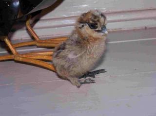 22539_bitty_tort102509.jpg
