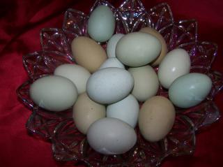 22539_blue_eggs.jpg