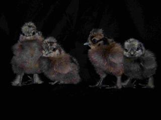 22539_grey_2x2_11-1-09.jpg