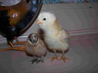 22539_tiny_and_bertha.jpg