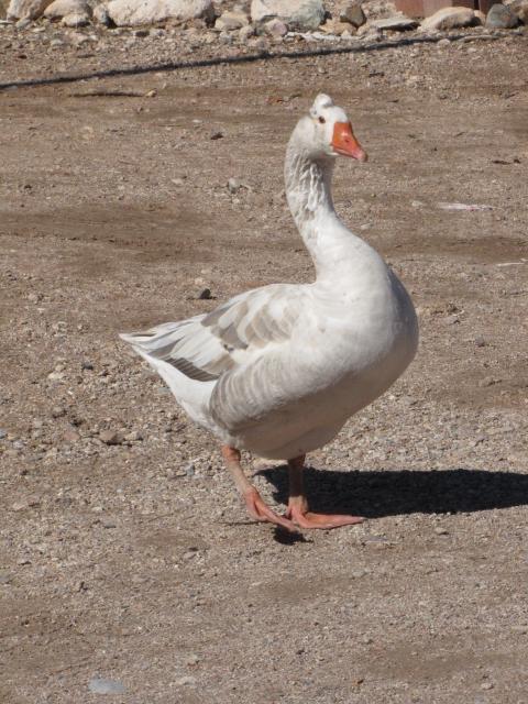 22554_gooossssseee_003.jpg