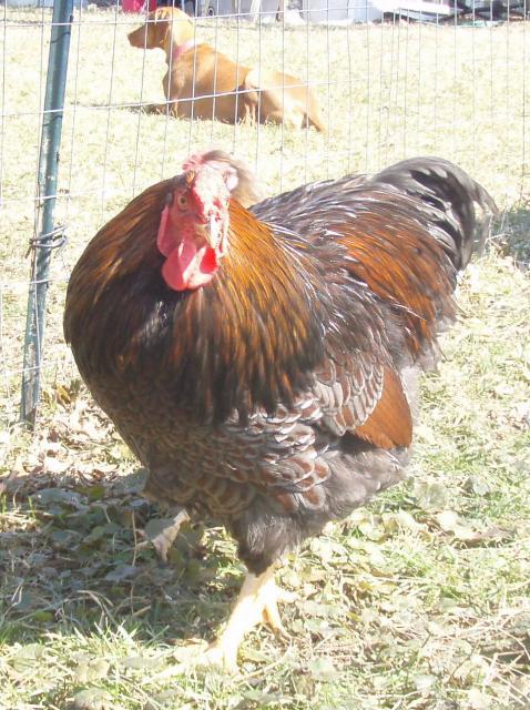 22568_rooster.jpg