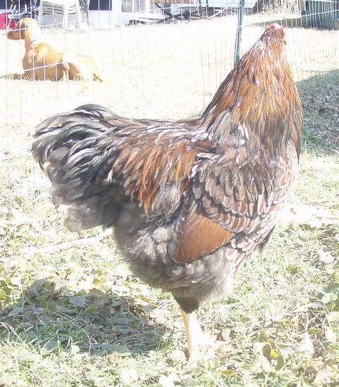 22568_rooster2.jpg