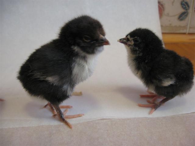 22588_chicks03.jpg