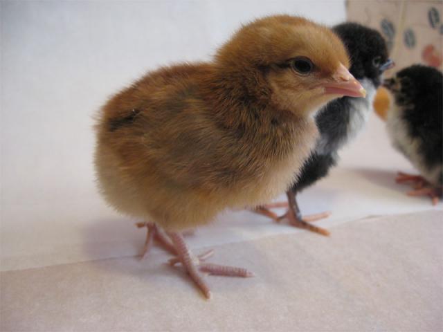 22588_chicks06.jpg
