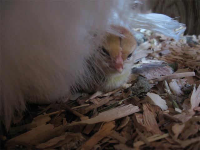 22588_firstchickjune2010.jpg