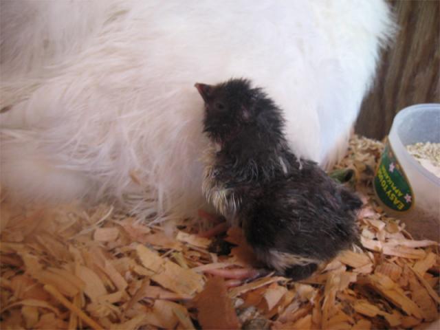 22588_secondchickjune.jpg