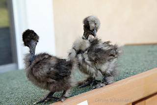 22607_april_23_chickens_4858_lr_cw.jpg