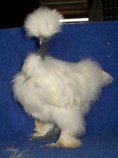 22607_showgirl2.jpg