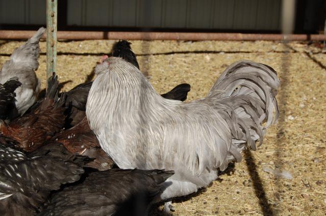 22614_chickens0908_006.jpg