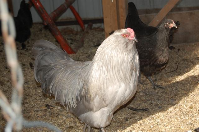 22614_chickens0908_016.jpg