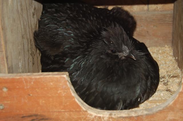 22614_chickens0908_066.jpg