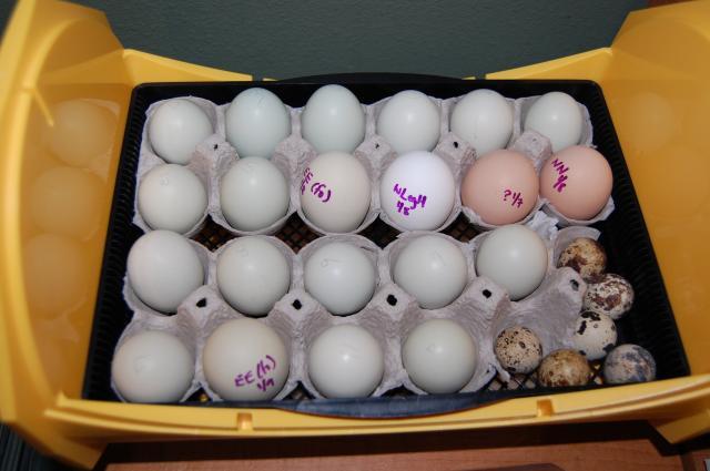22614_chickens0908_067.jpg