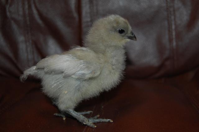 22614_chickens0908_108.jpg