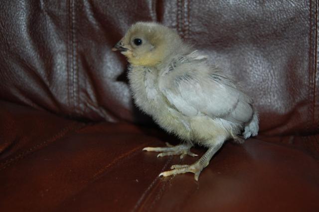 22614_chickens0908_109.jpg