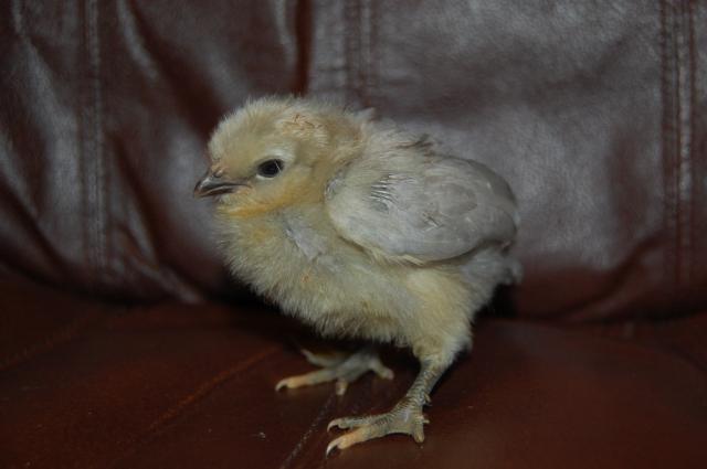 22614_chickens0908_111.jpg