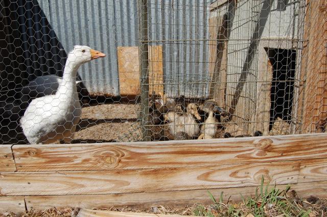 22614_chickens_016.jpg