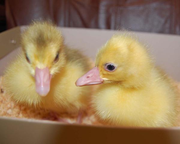 22614_goslings.jpg