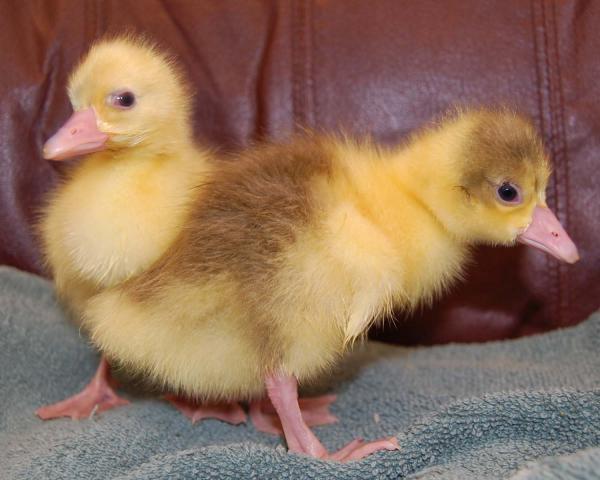 22614_goslings1.jpg