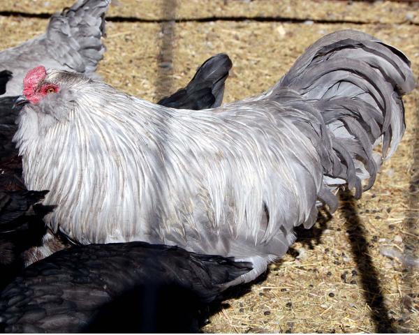 22614_rooster2.jpg