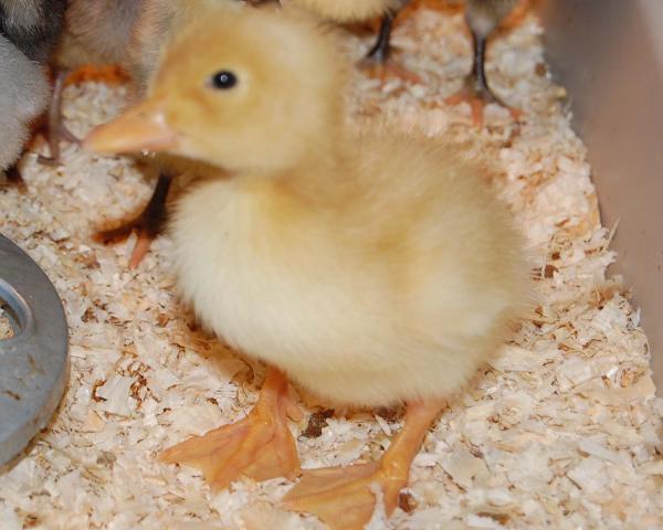 22614_yellowduck.jpg