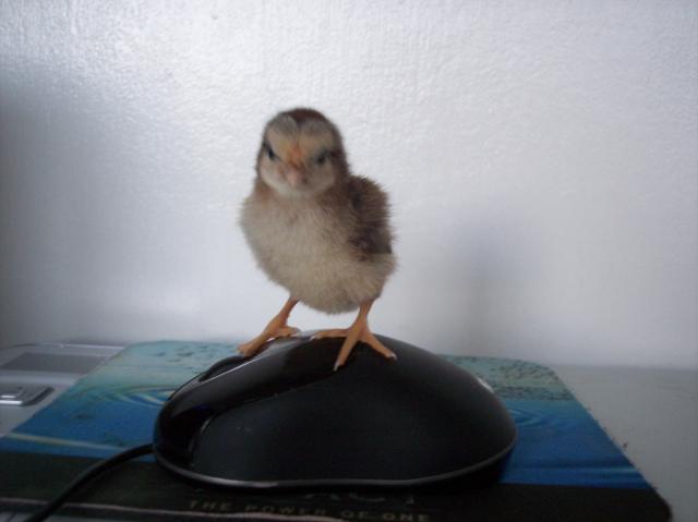 22622_fuzzies_014.jpg