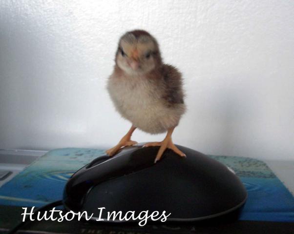 22622_fuzzies_014_copy.jpg