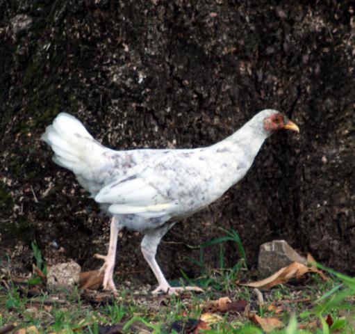 22622_guam_chickens_020eee.jpg